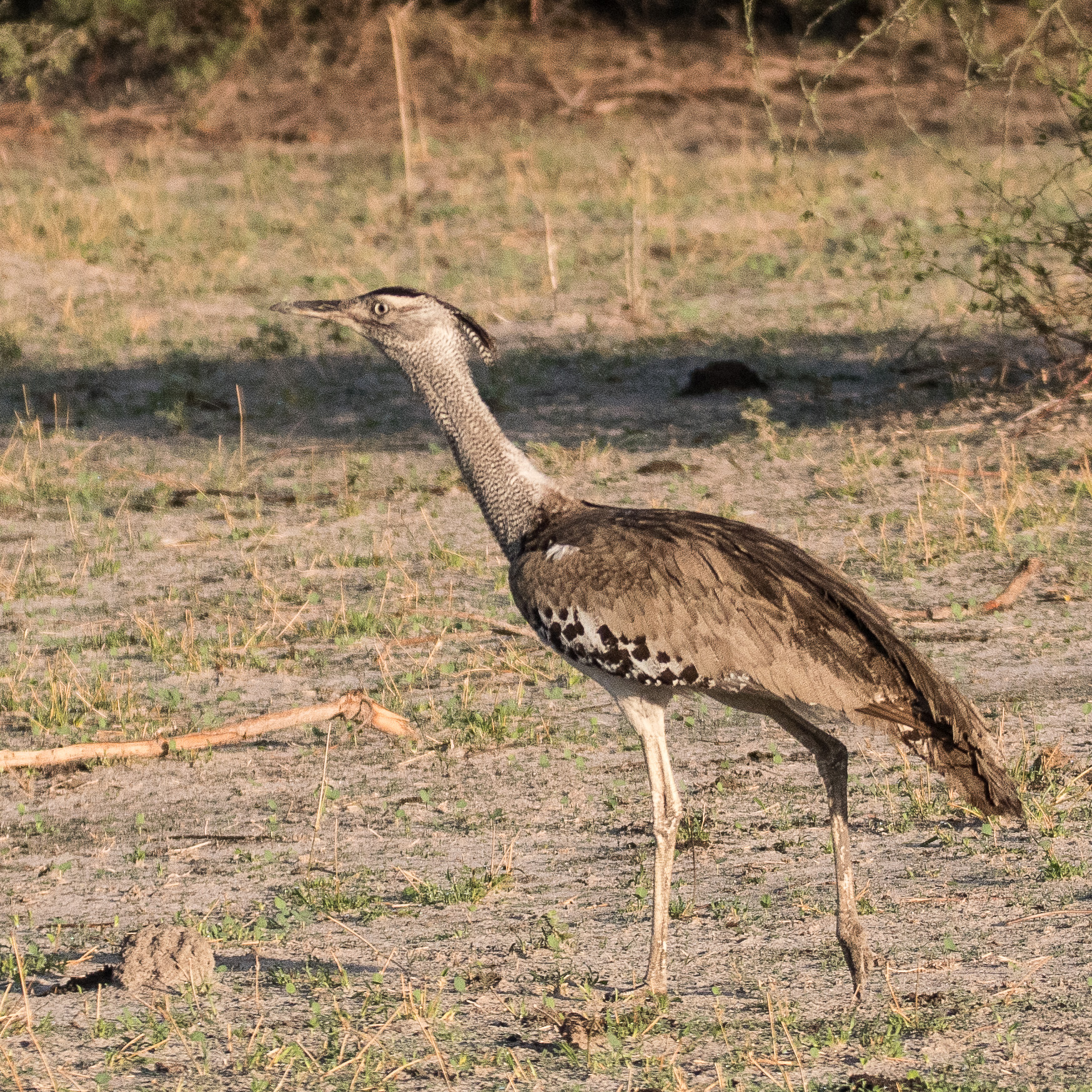Outarde Kori (Kori bustard, Ardeotis Kori), femelle adulte, Chobe National Park, Botswana.